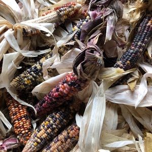 Meet your Newest Posh Ambassador, Suzanne